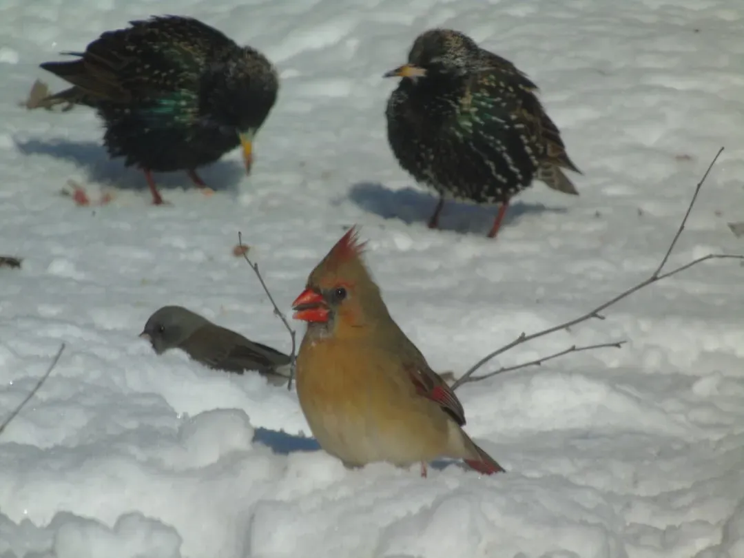 The Neoavian Explosion: Why So Many Bird Groups Look “Suddenly” New (Image Credits: Unsplash)