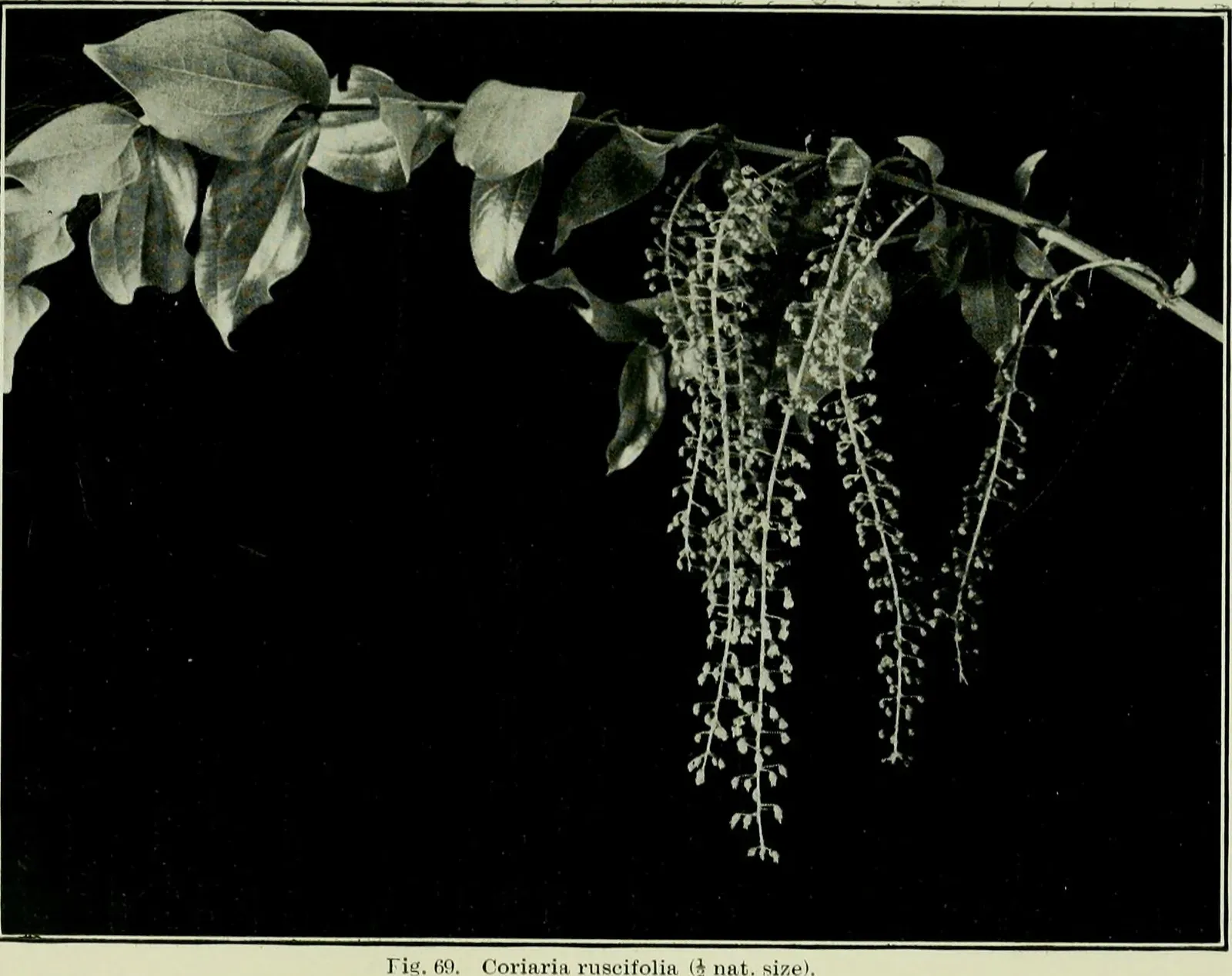 Alarm Calls on the Wind: Volatile Signals and Plant‑to‑Plant Warnings (Image Credits: Wikimedia)