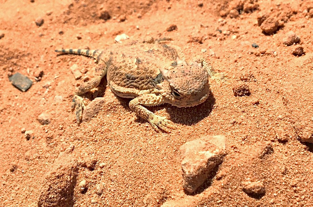 Life in Harsh Environments (Image Credits: Flickr)