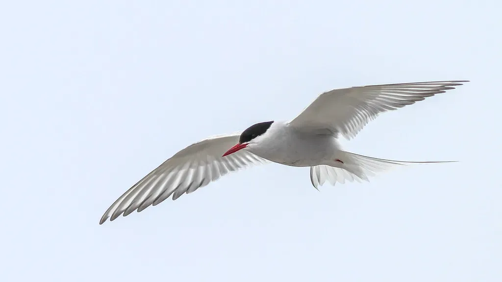 The Arctic Tern: Earth's Ultimate Long-Distance Traveler (Fyn Kynd, Flickr, CC BY 2.0)