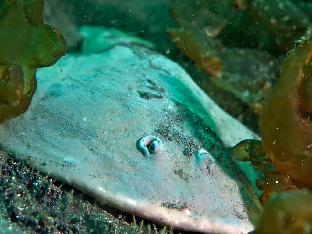 3. Rays and Skates – Electric Hunters on the Seafloor (Image Credits: Flickr)
