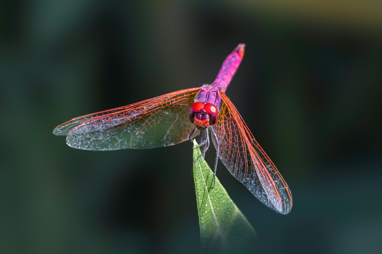 Sagittarius: The Adventurous Dragonfly (Image Credits: Pixabay)