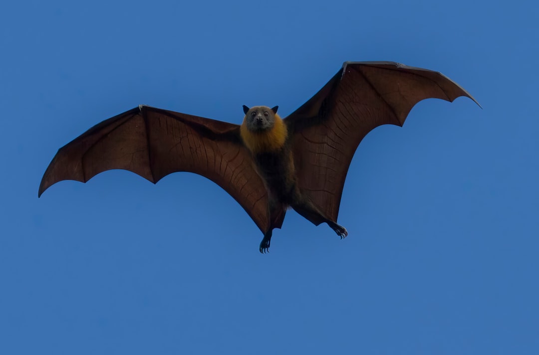 Aquarius Moon: The Fruit Bat (Image Credits: Unsplash)