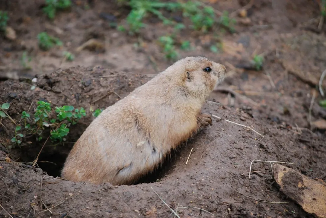 4. Prairie Dogs: Underground Cities with Built-In Ventilation (Image Credits: Unsplash)