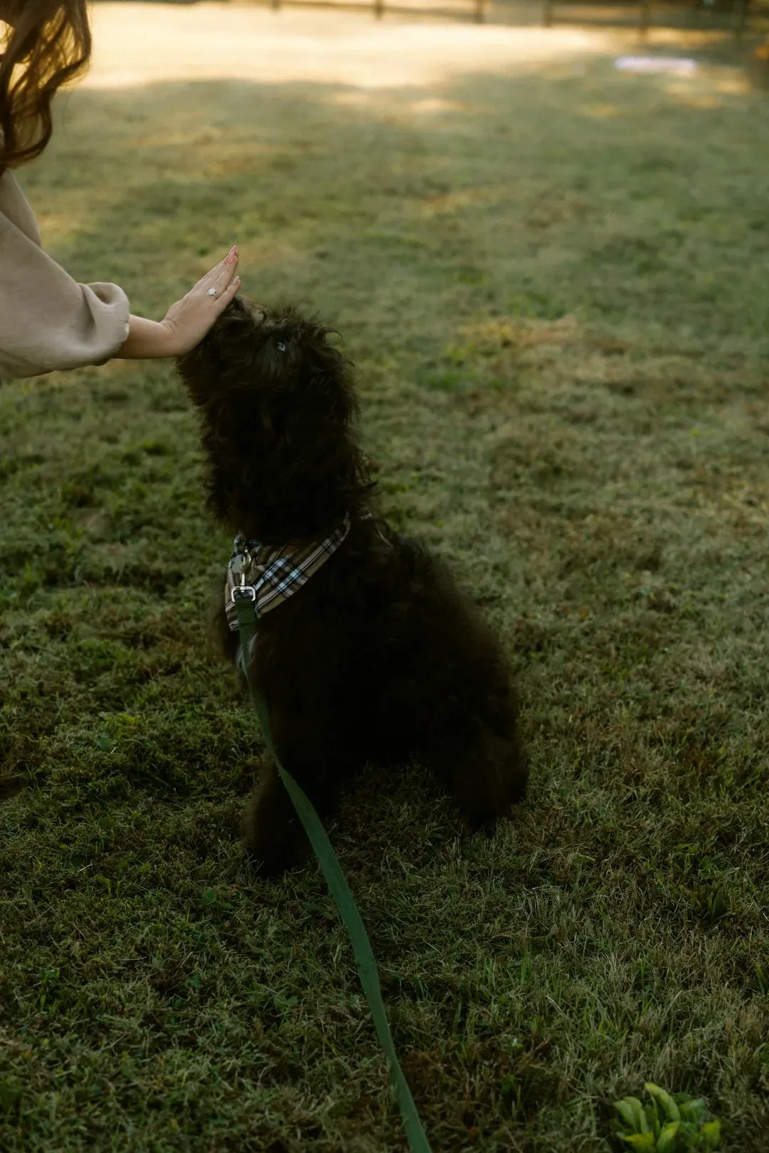 Call to Action: Turning Star Stories Into Better Lives for Dogs (Image Credits: Unsplash)