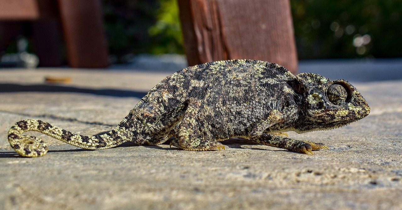 The Chameleon: Master of Instant Adaptation (Image Credits: Pixabay)