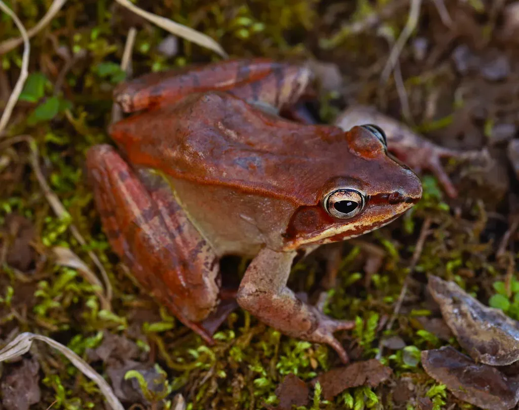 7. Wood Frogs: Animals That Literally Freeze and Thaw (2ndPeter, Flickr, CC BY 2.0)