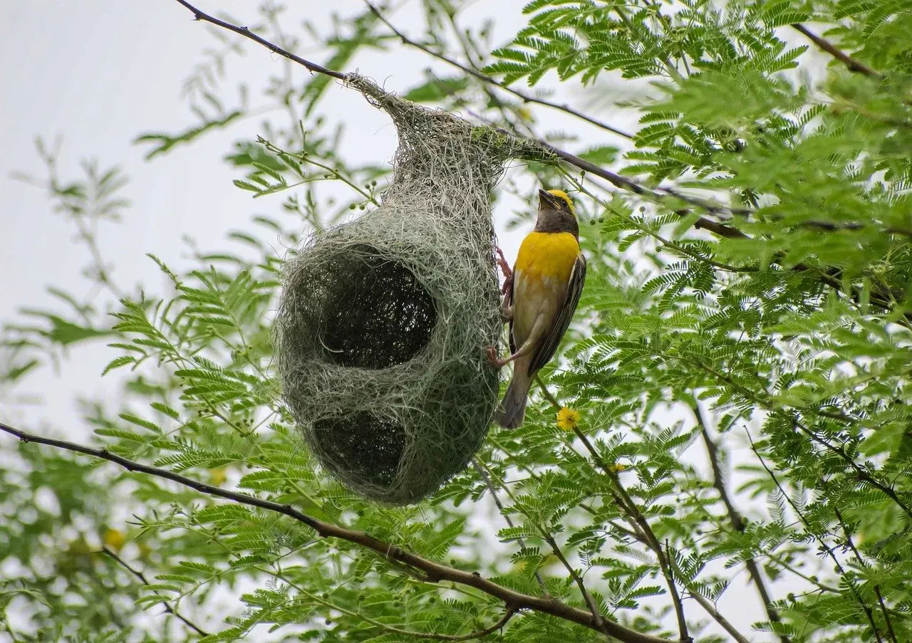 3. Weaverbirds: Hanging Nests That Defy Gravity (Image Credits: Pixabay)