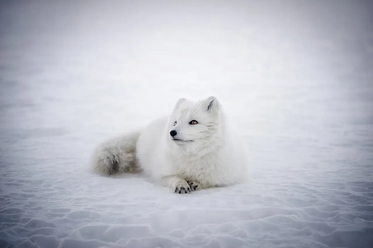 4. The Arctic Fox's Seasonal Wardrobe and Body Heat Wizardry (Image Credits: Pixabay)