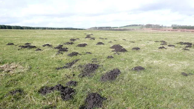 9. They Rearrange Soil Structure Without Realizing It (From geograph.org.uk, CC BY-SA 2.0)