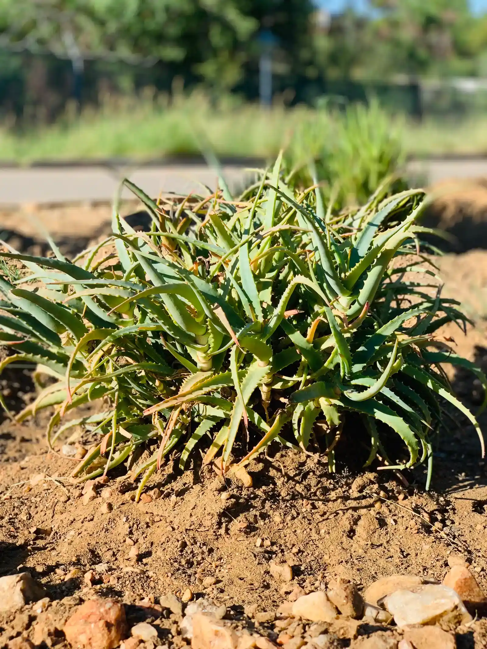 How You Can Engage With These Botanical Wonders (Image Credits: Wikimedia)