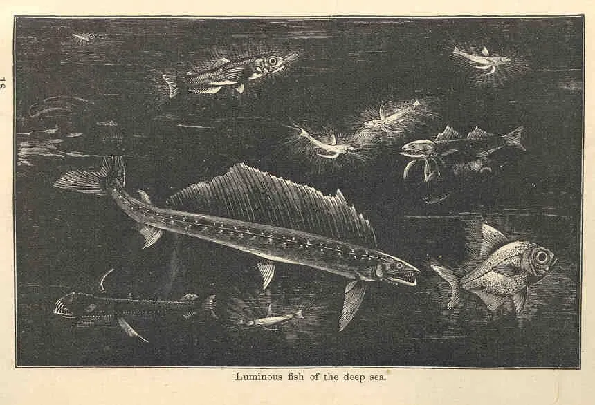 #12 The Singular Deep-Sea Fish from the Hadal Zone (Holder, Charles Frederick (1892) Along the Florida Reef, New York City, NY: D. Appleton and Company, p.Β 263, Public domain)