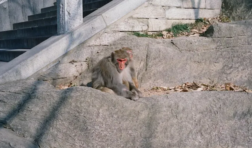 7. Monkeys And Their Strange Stone‑Handling Rituals (Image Credits: Unsplash)