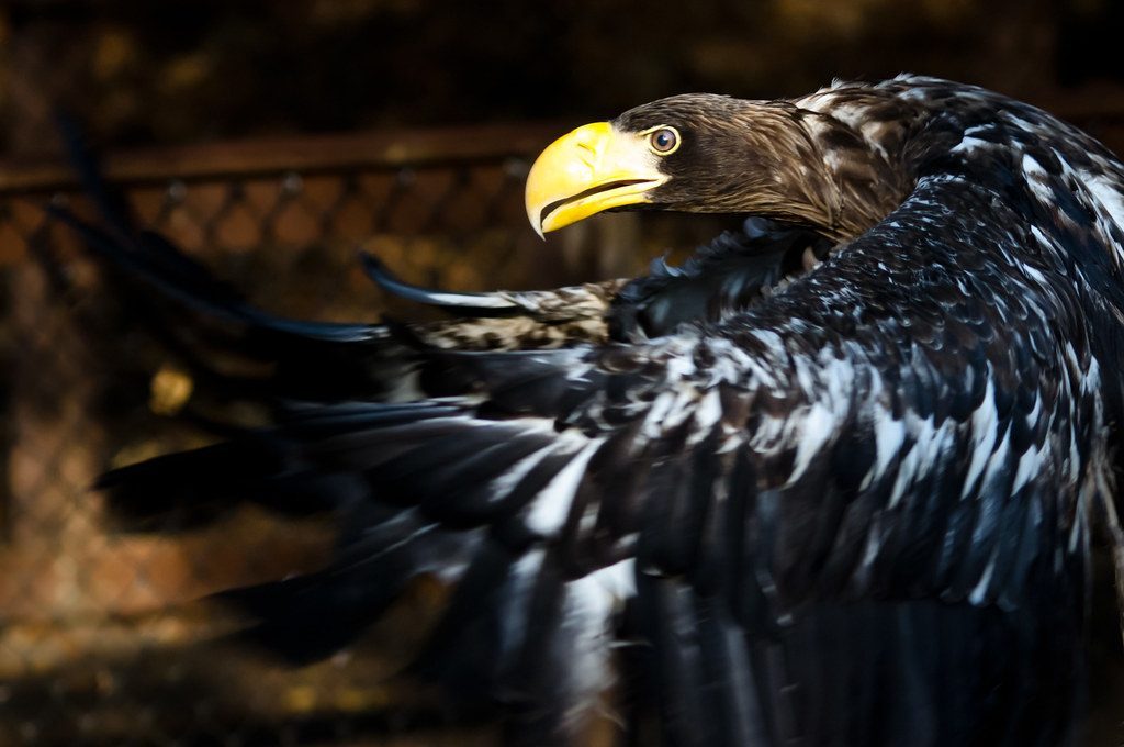 Engineers of Massive Aerial Architecture (Image Credits: Flickr)