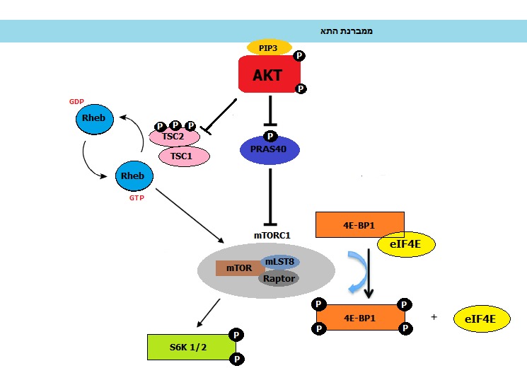 Deregulated Nutrient Sensing: The Future Landscape and Your Next Moves (Im Credits: Wikimedia)