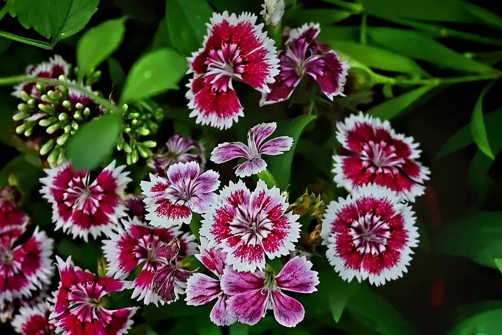 From Wild Meadows to City Balconies: Why Bloom Timing Matters to Us (Image Credits: Flickr)