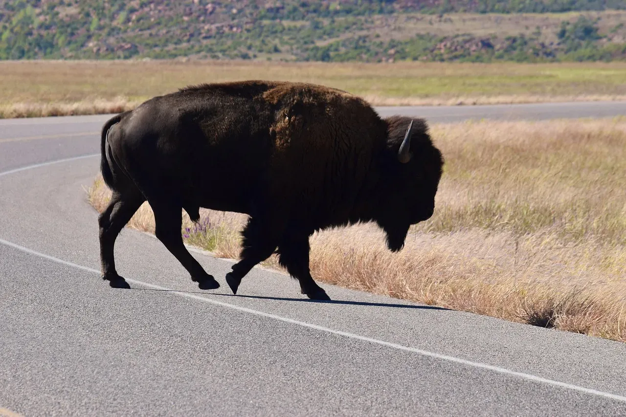 7. Reducing Human–Lion Conflict by Guiding Movement Away from Homes (Image Credits: Pixabay)