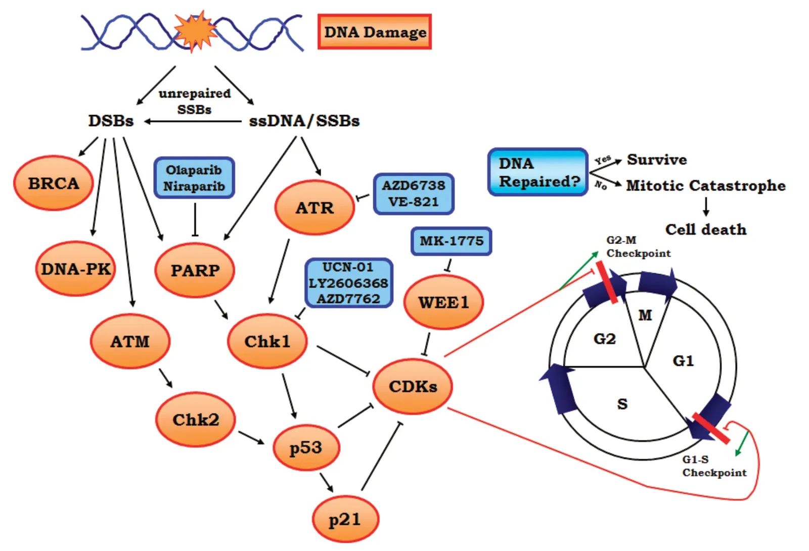 The Cellular Battlefront: Damage, Repair, and the Slow Drift Toward Chaos (Image Credits: Wikimedia)