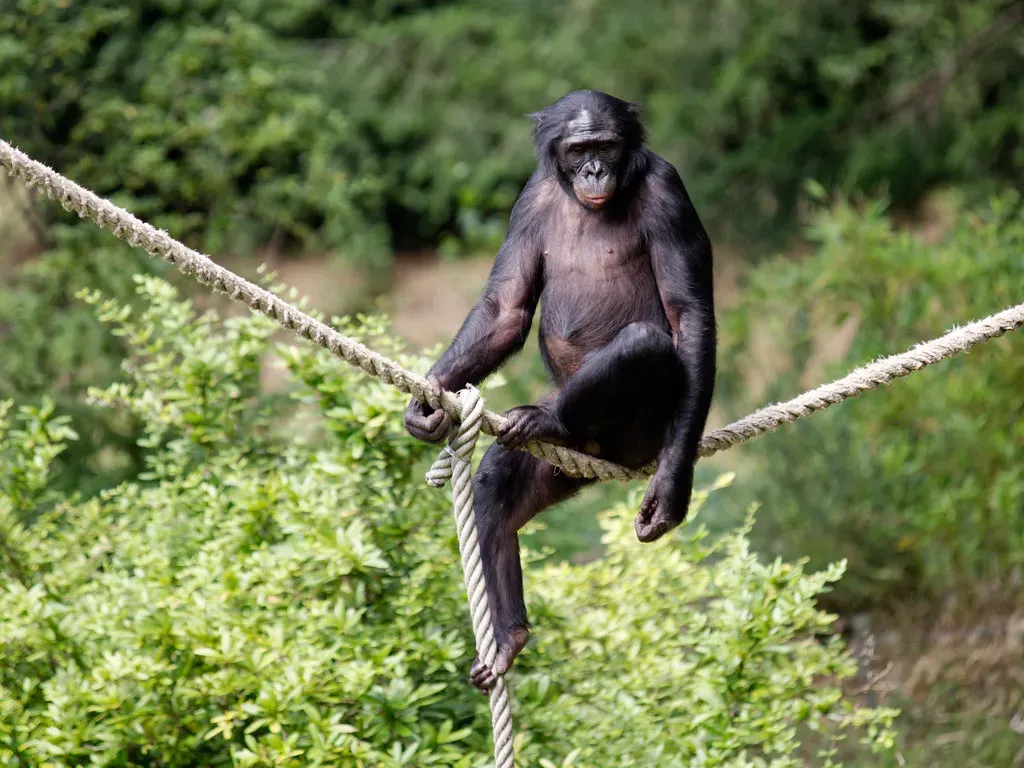 2. Bonobos and Orangutans: Different Apes, Similar Self-Awareness (Eric de Redelijkheid, Flickr, CC BY-SA 2.0)