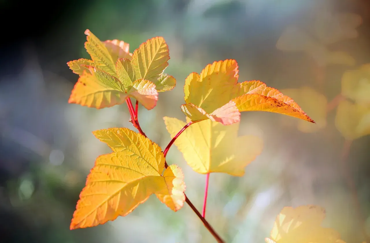 #6 - New Growth Yellowing While Older Leaves Stay Green (Image Credits: Pixabay)