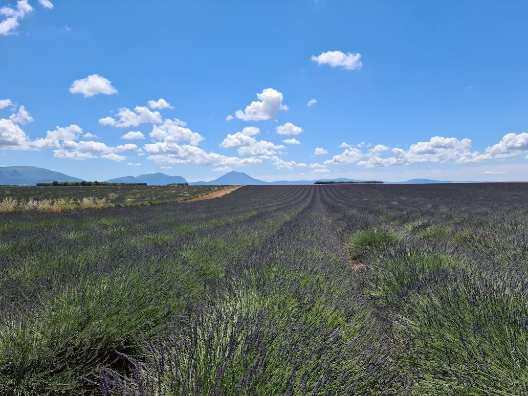 Agriculture Would Face Catastrophic Collapse (Image Credits: Unsplash)