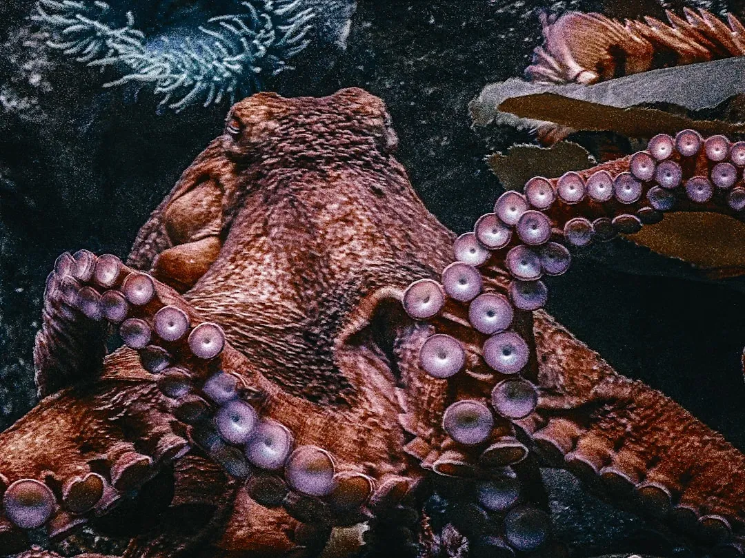 7. Octopuses: Problem-Solving, Personality, and Alien-Like Intelligence (Image Credits: Unsplash)