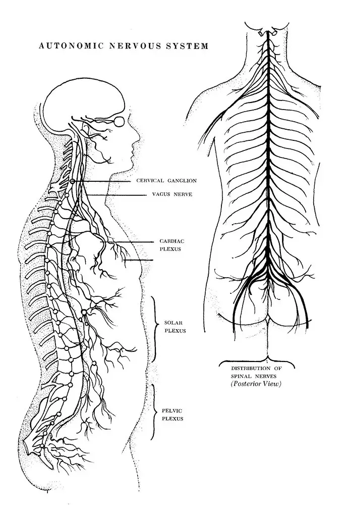 The Primitive Alarm System Hiding in Your Spine (spratmackrel, Flickr, CC BY-SA 2.0)