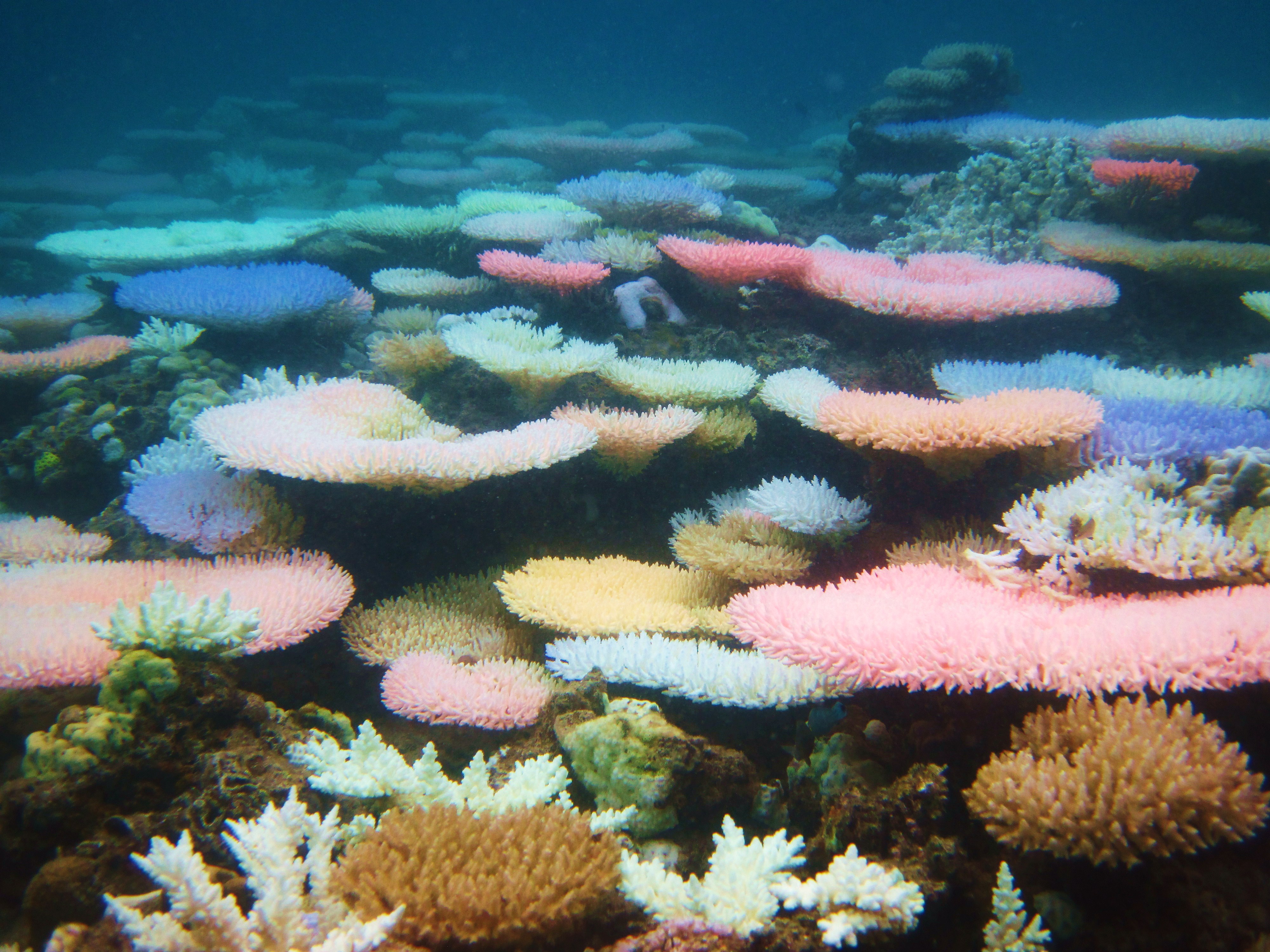 What NOAA’s Latest Assessments Show (Image Credits: Wikimedia)