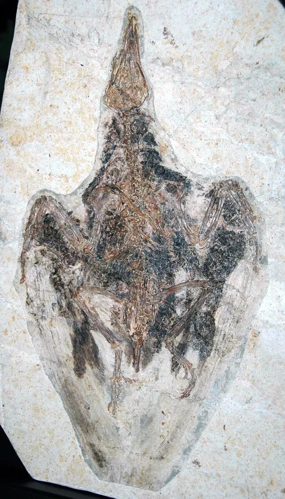 #14 - The Jehol Biota (China): The Fossils That Erased the Line Between Reptile and Bird (James St. John, Flickr, CC BY 2.0)