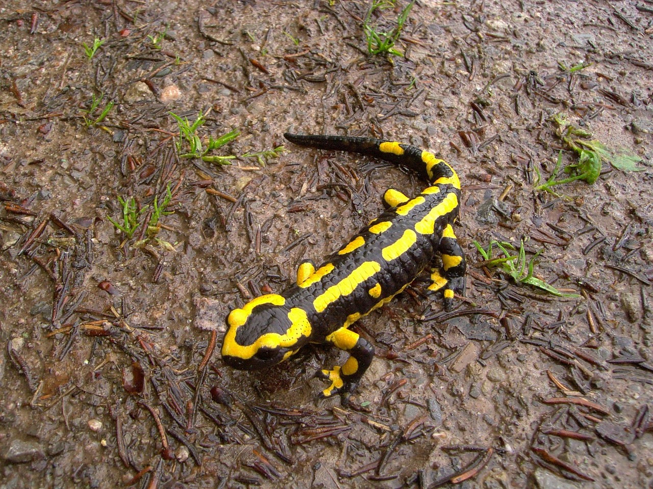 The Resilient Salamander - Fire's Living Symbol (Image Credits: Pixabay)
