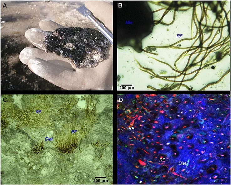 The Long Age of Microbes: Invisible Rulers of the Planet (Mlewski EC, Pisapia C, Gomez F, Lecourt L, Soto Rueda E, Benzerara K, Ménez B, Borensztajn S, Jamme F, Réfrégiers M and Gérard E (2018) Characterization of Pustular Mats and Related Rivularia-Rich Laminations in Oncoids From the Laguna Negra Lake (Argentina). Front. Microbiol. 9:996. doi: 10.3389/fmicb.2018.00996, CC BY-SA 4.0)