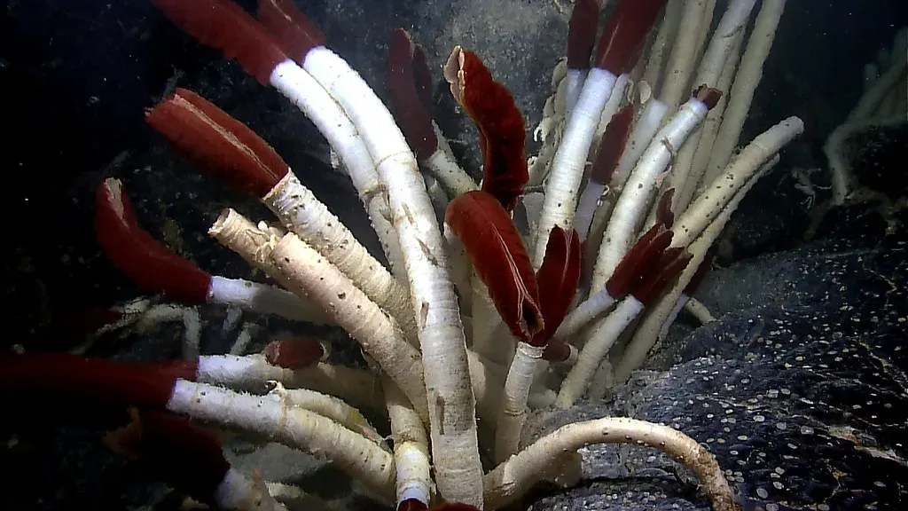 5. The Giant Tubeworm: Life Without Sunlight, Without Eating (Image Credits: Flickr)