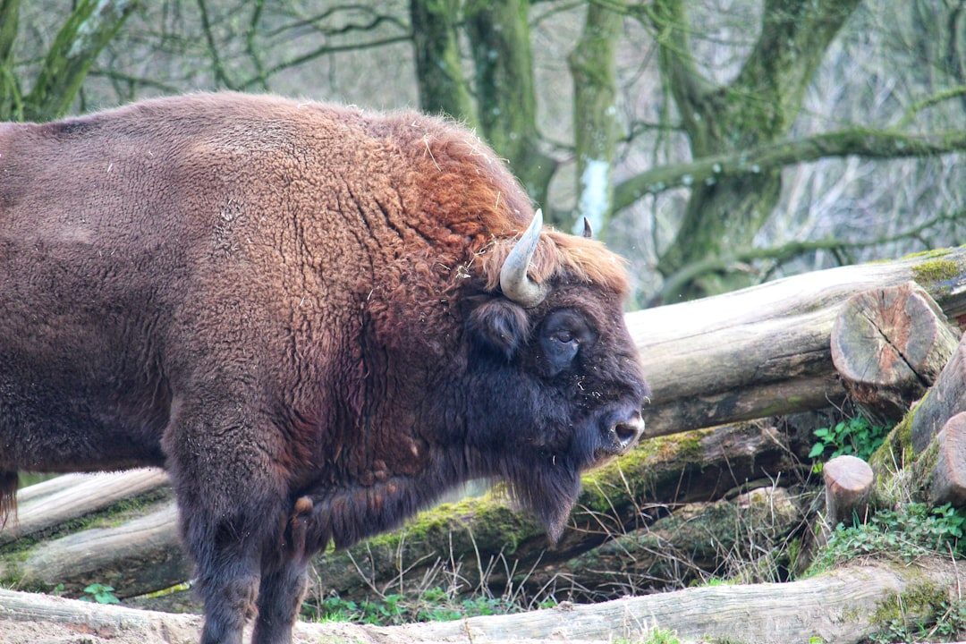 What Does Buffalo Spirit Animal Mean For Personal Growth Today? (Image Credits: Unsplash)
