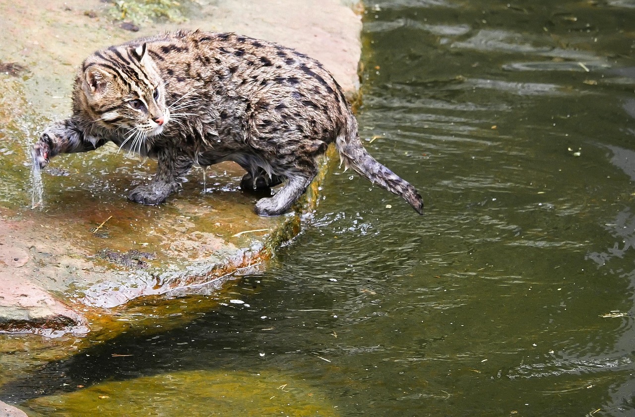 Pisces - The Fishing Cat: Intuitive Flow and Emotional Depths (Image Credits: Pixabay)