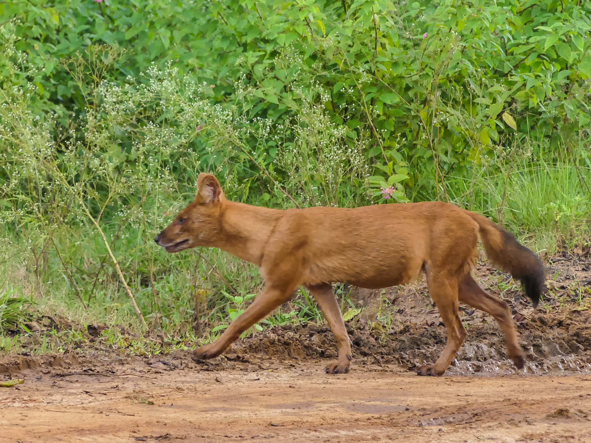 What You Can Do Now (Image Credits: Wikimedia)