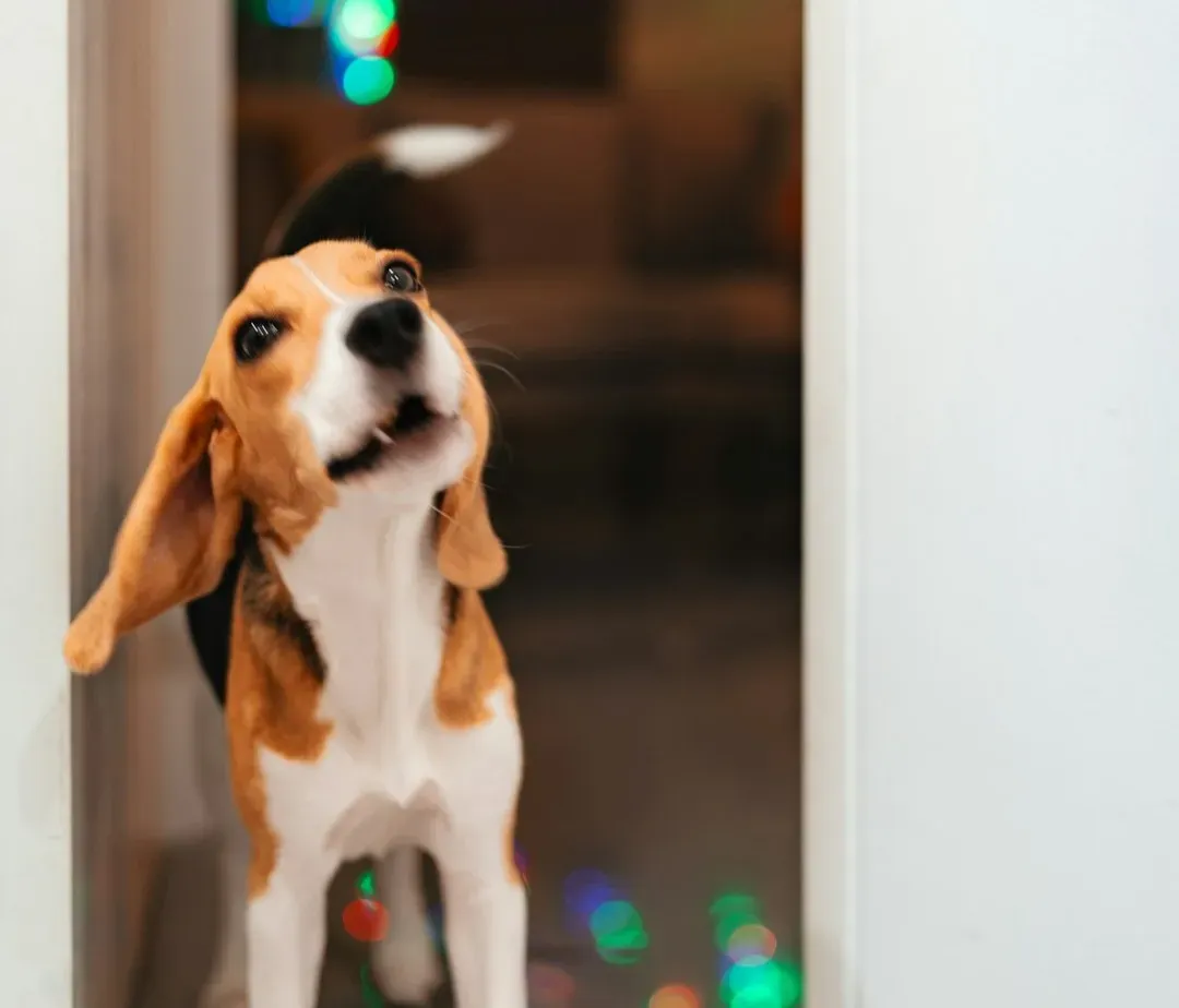 Your Dog Picks Up Tiny Vibrations and Movements (Image Credits: Unsplash)