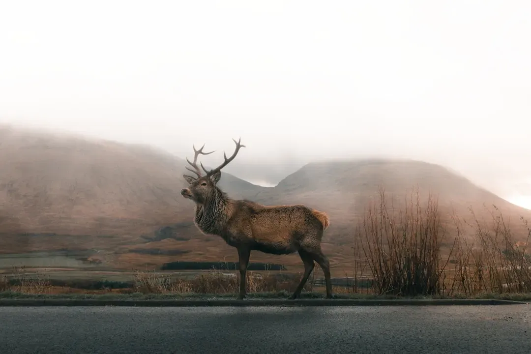 When Elk Appears: A Call to Honor Your Path (Image Credits: Unsplash)