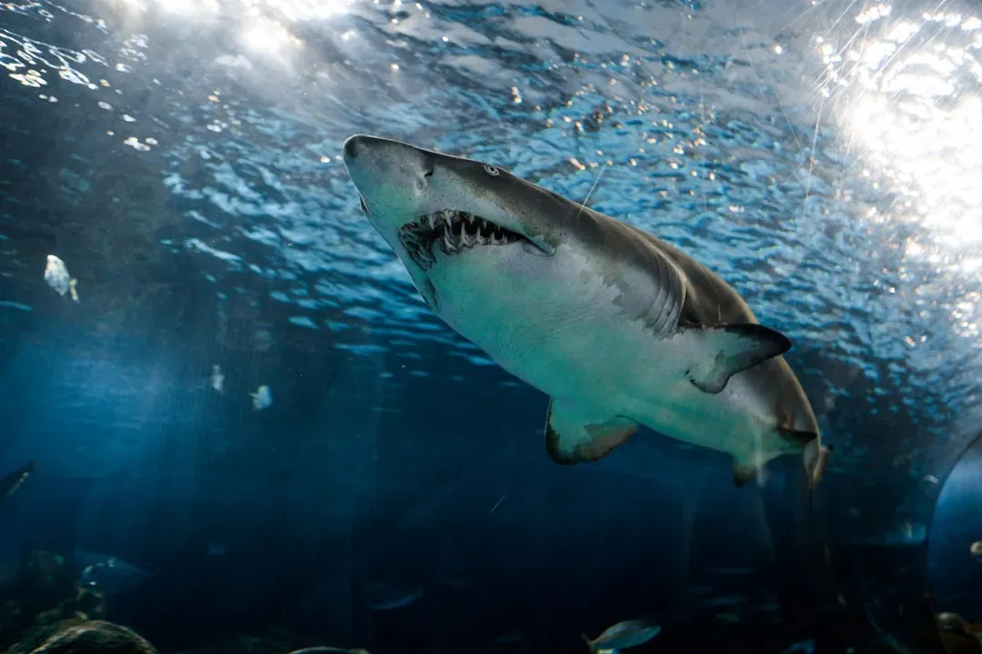 What Your Predator Fascination Really Says About You (Image Credits: Unsplash)