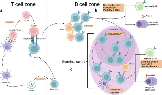 Your Immune System Has a Memory More Reliable Than Yours (By Madiha Zahra Syeda, Tu Hong, CC BY 4.0)