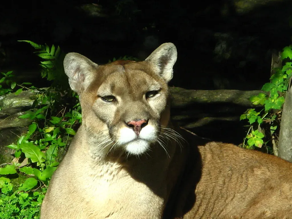 Florida Panther – A Big Cat on a Shrinking Peninsula (eoringel, Flickr, CC BY 2.0)