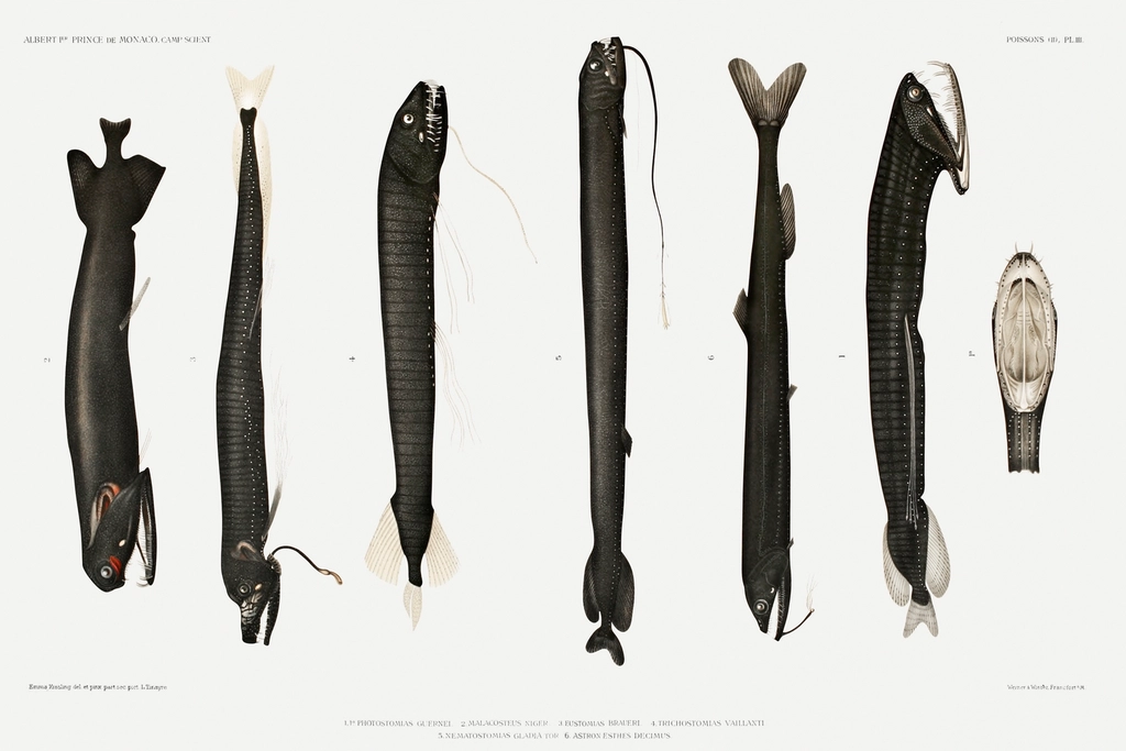 The Leo Radiance: Dragonfish (Image Credits: Rawpixel)