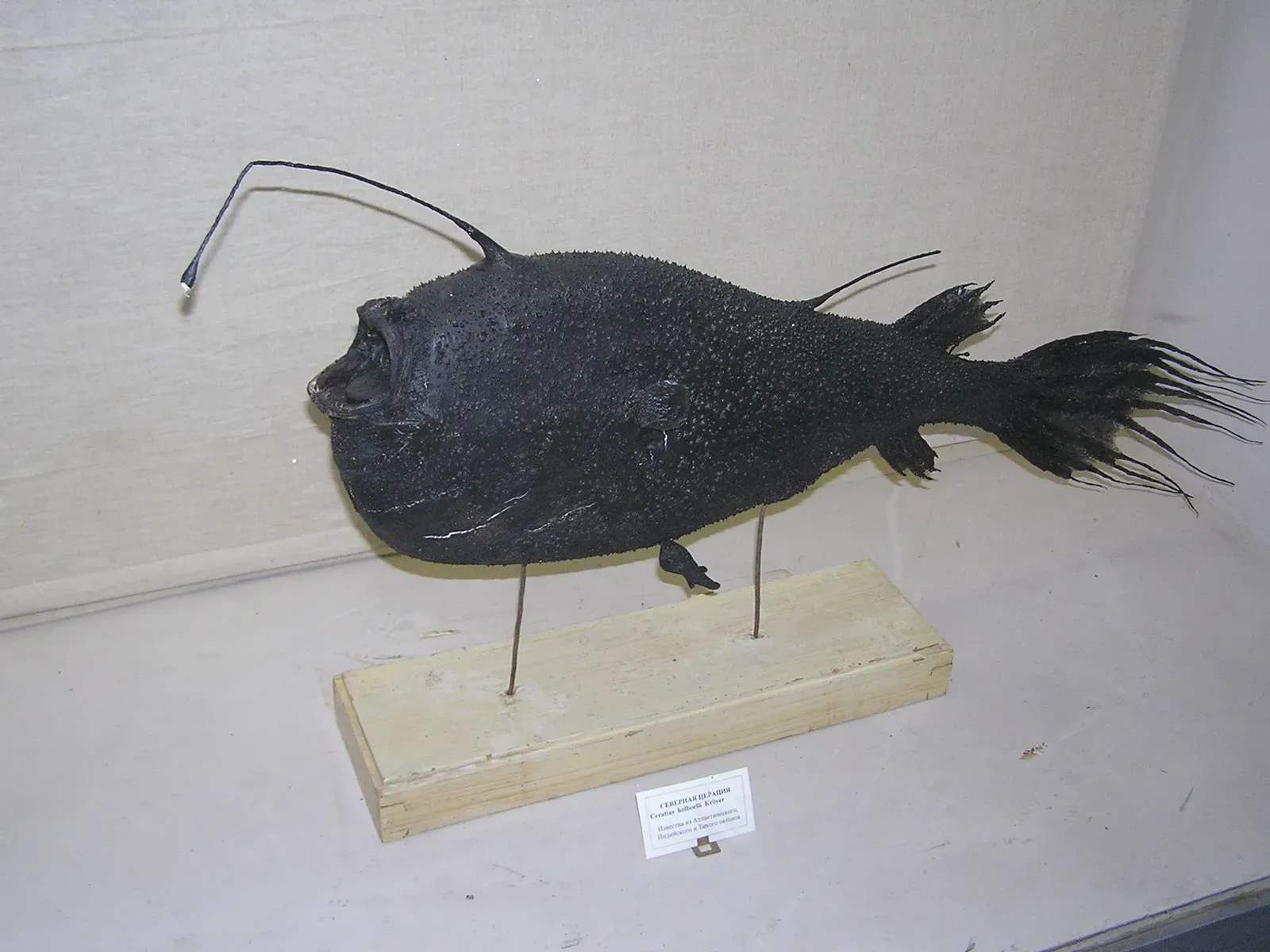 Anglerfish: The Deep Sea's Deceptive Hunters (Image Credits: Wikimedia)