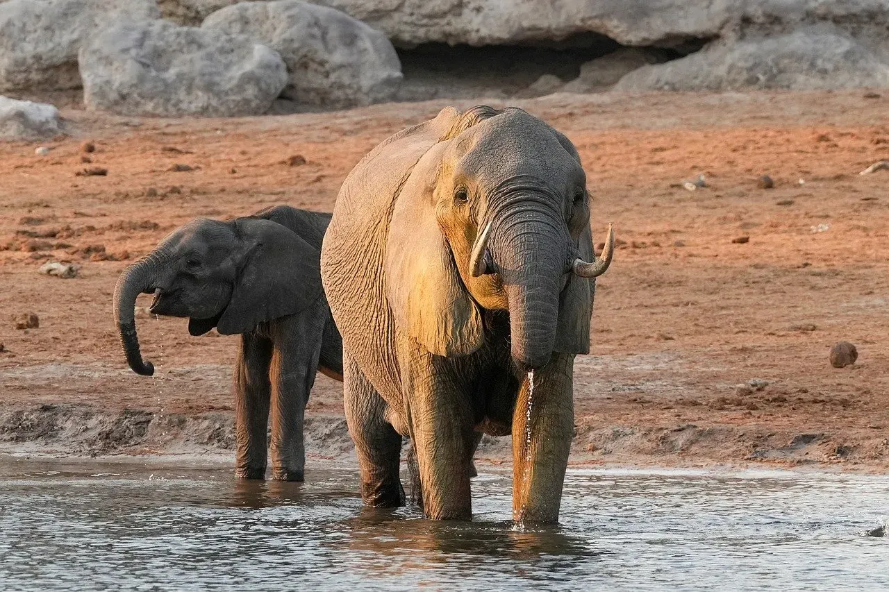 6. Elephants That Seem To Mourn Their Dead (Image Credits: Pixabay)