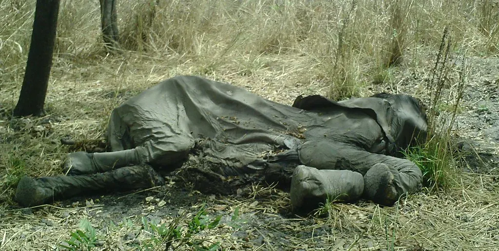 #3 - Most Scientists Still Believe True "Understanding of Death" Is Rare (USFWS Headquarters, Flickr, CC BY 2.0)