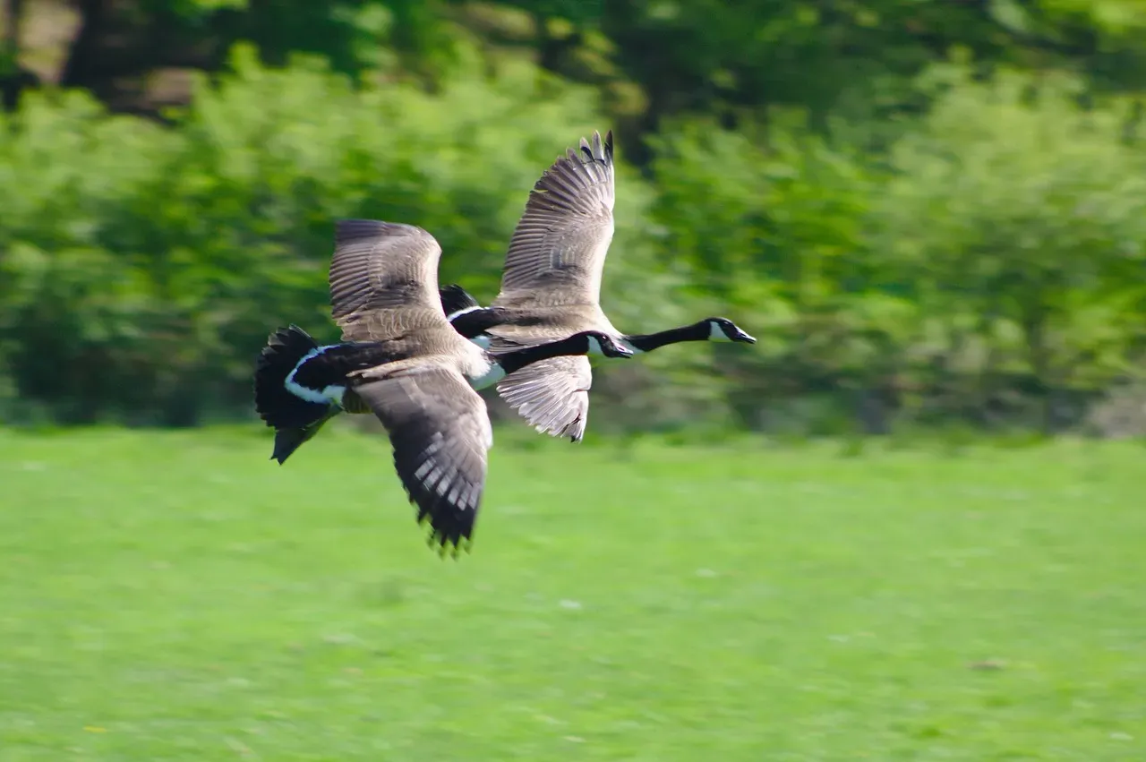 1. Sudden Low, Restless Flying Close To The Ground (Image Credits: Pixabay)