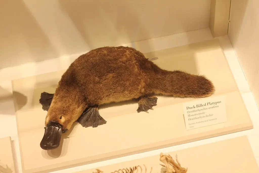 What the Platypus Teaches Us About Senses, Brains, and Being “Different” (crschmidt, Flickr, CC BY 2.0)