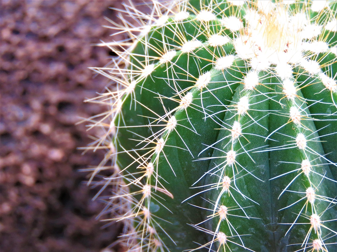 Spines as Multifunctional Survival Tools (Image Credits: Pixabay)