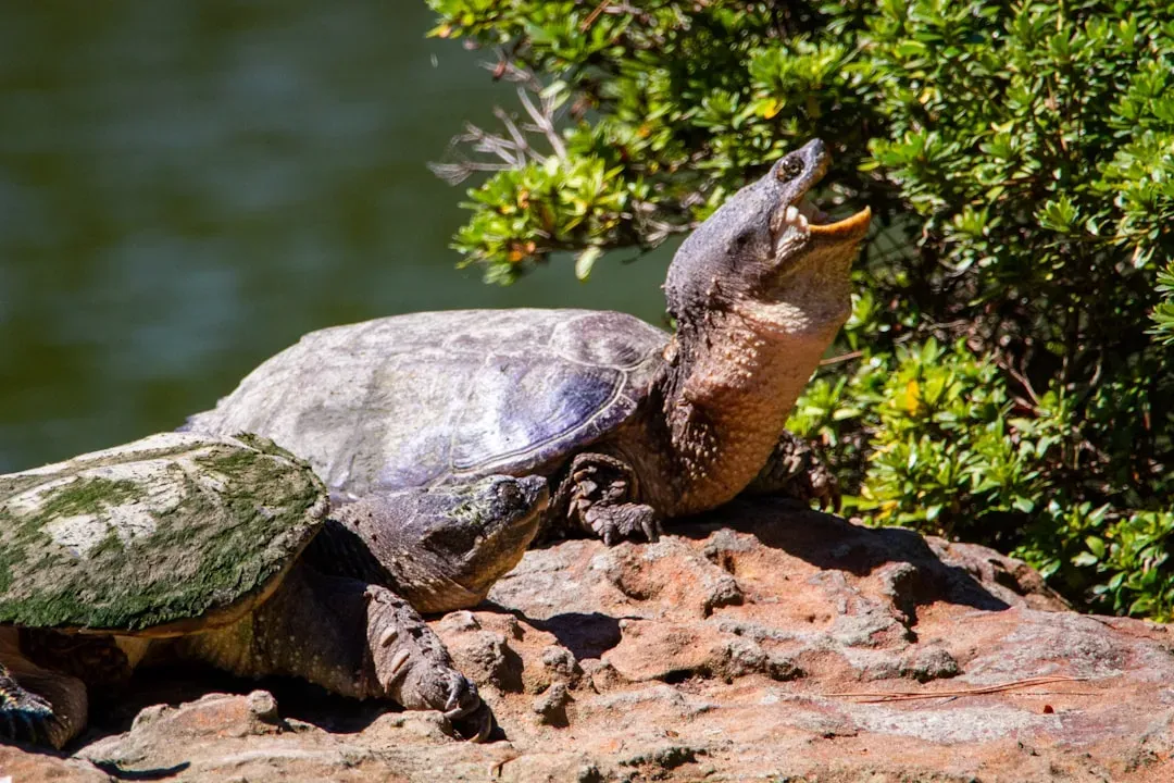 Capricorn – The Enduring Alligator Snapping Turtle (Image Credits: Unsplash)