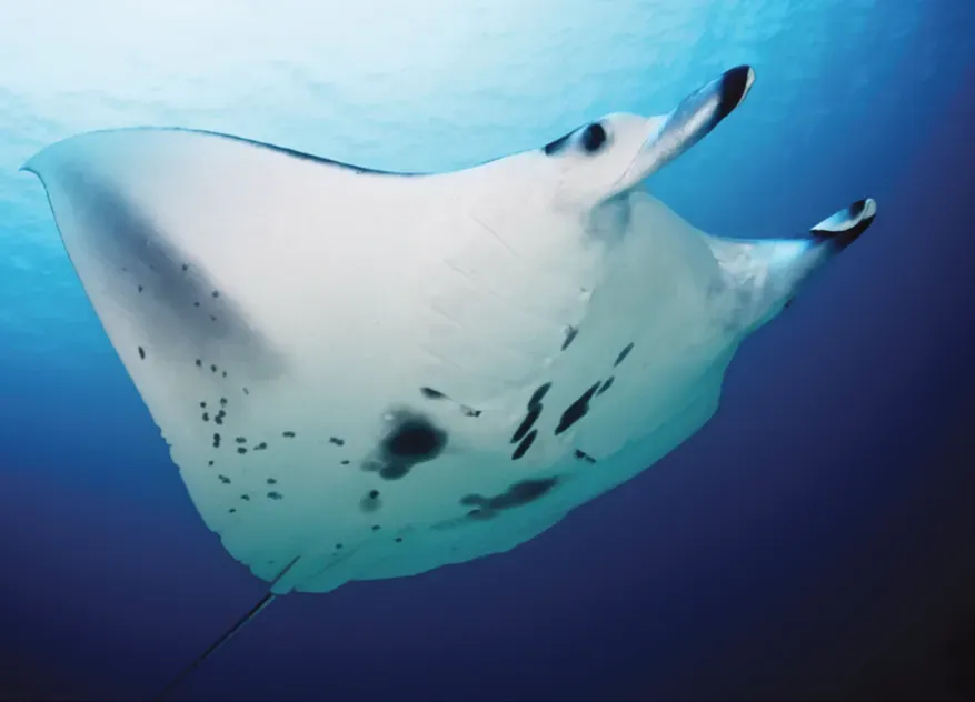 Hydrodynamics: Turning a Big Body in Tight Spaces (Jaine FRA, Couturier LIE, Weeks SJ, Townsend KA, Bennett MB, et al. (2012) When Giants Turn Up: Sighting Trends, Environmental Influences and Habitat Use of the Manta Ray Manta alfredi at a Coral Reef. PLoS ONE 7(10): e46170. doi:10.1371/journal.pone.0046170, CC BY 2.5)