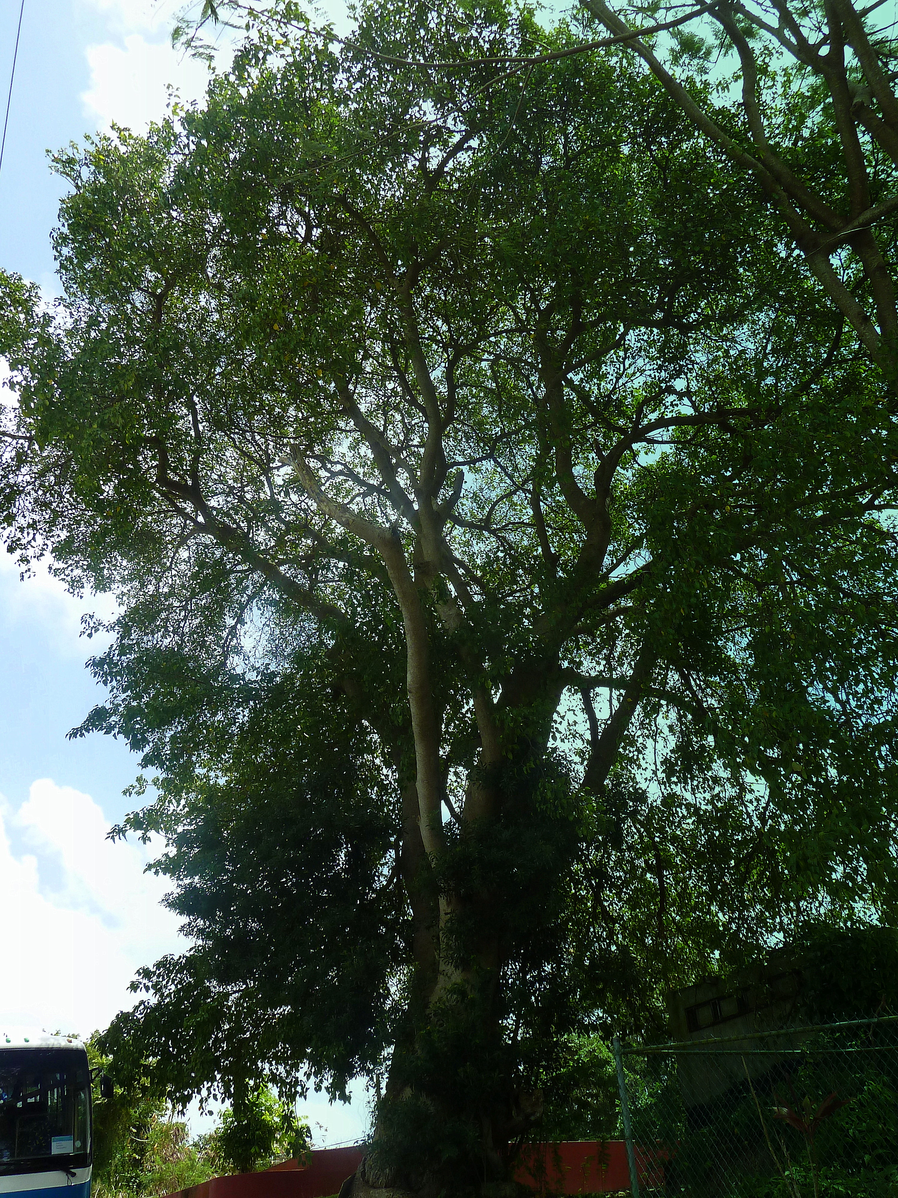 The Future Landscape (Image Credits: Wikimedia)